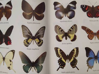 Ejemplos de mariposas buscadas y coleccionadas por Margaret Fountaine.