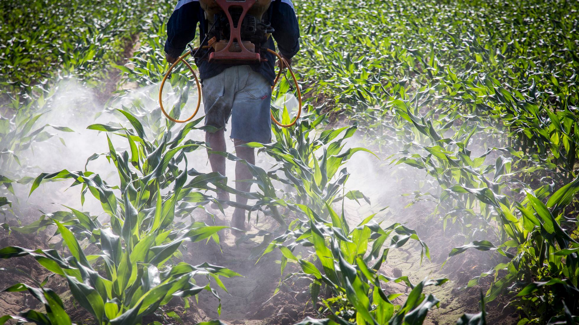 México posterga la prohibición del glifosato ante la falta de alternativas  viables para el campo | EL PAÍS México