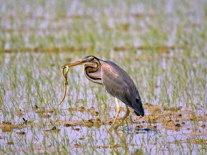 Un agró roig captura una colobra al delta de l'Ebre durant el festival.