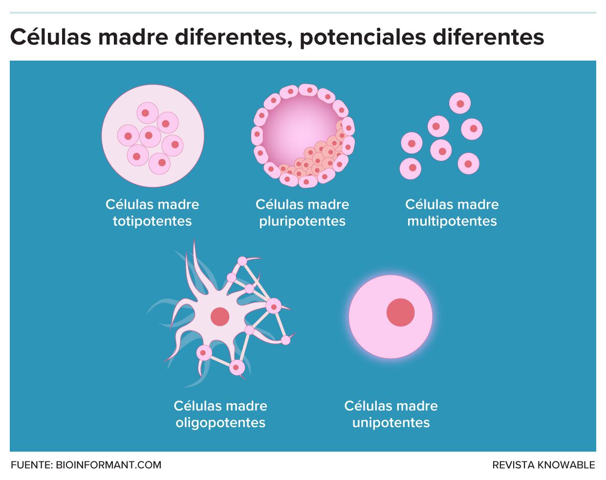 Las células madre se diferencian por sus capacidades.