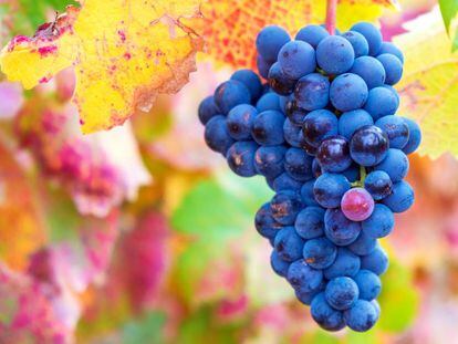 La gran cosecha mundial de vino amenaza las ventas y la rentabilidad de las exportaciones españolas