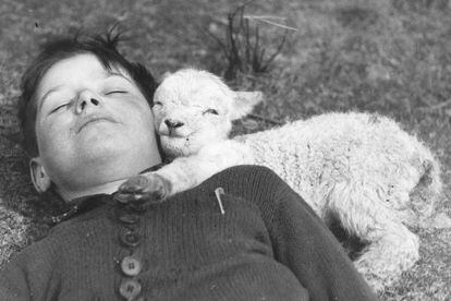 Puede que esta imagen sea el culmen de la monería. Este niño que, en vez de contar ovejitas, se durmió con una. Todo es tan tierno que se podría decir que el corderito hasta está sonriendo.