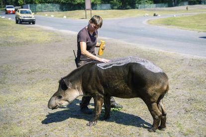Una cuidadora de animales aplica protección solar sobre el lomo de un tapir, en un parque de animales en Hodenhagen, Alemania, este miércoles.