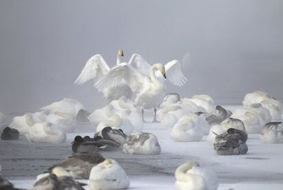 Patos y cisnes sobreviven a las bajas temperaturas (31 grados bajo cero) en un un lago de Urozhainy, en la región de Altai, Rusia.