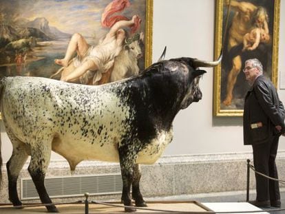 El toro de Veragua, frente a 'El rapto de Europa' de Rubens, intervención de Miguel Ángel Blanco en el Prado.