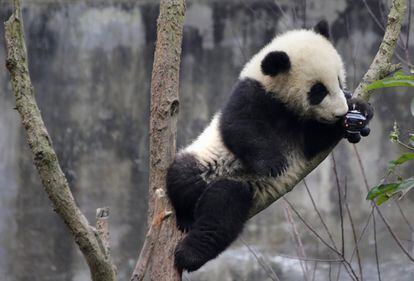 Un bebé panda se interesa por una cámara colocada en un árbol de la reserva de pandas gigantes de Chengdu (China) el 22 de enero de 2017.