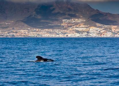 Un calderón o ballena piloto, género de cetáceos odontocetos frecuente en aguas de Costa Adeje, al suroeste de Tenerife. 