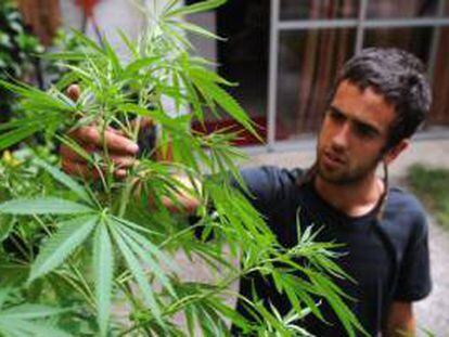 Un joven cultiva marihuana en Montevideo.