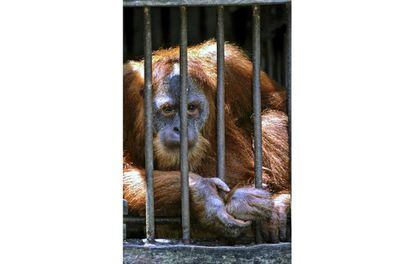 Un orangután encerrado en una jaula en un centro de la isla indonesia de Sumatra.