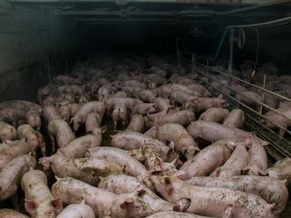 Cerdos en una explotación porcina de Alemania.