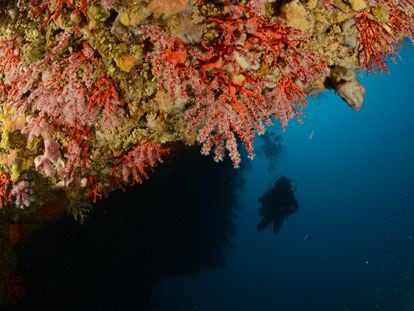 Coral rojo en la costa catalana.