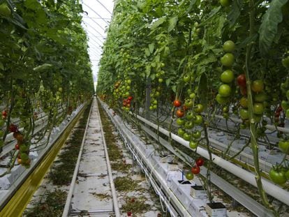 Tomateras fertilizadas mediante abono carbónico en Almería.