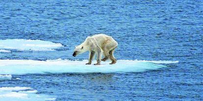 Impactante imagen de un oso polar famélico que dio la vuelta al mundo el año pasado en las redes sociales.
