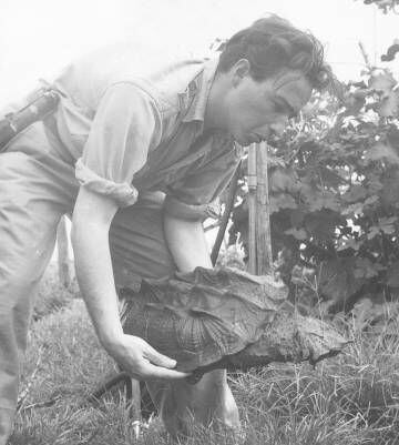Charles Lagus sostiene una tortuga matamata.