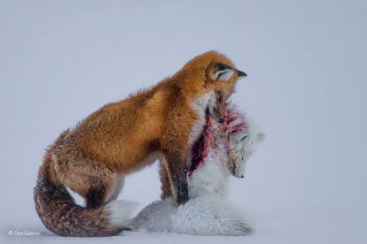 Des de la distància, Don Gutoski va poder veure com una guineu vermella perseguia alguna cosa a la neu. Quan s'hi va apropar, es va adonar que la presa, ja morta, era una guineu àrtica. Durant tres hores, i amb 30 graus sota zero, Don va romandre quiet fins que la guineu vermella va acabar. Amb aquesta foto, el canadenc ha obtingut el premi Wildlife Photographer of the Year 2015.