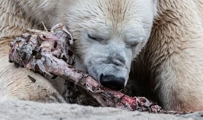 Un oso polar macho llamado 'Wolodja', roe un hueso en un recinto del zoológico de Berlín.