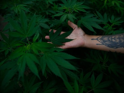 Un joven muestra una planta de marihuana que crece frente al edificio del Senado mexicano en la Ciudad de México, el lunes 28 de junio de 2021.