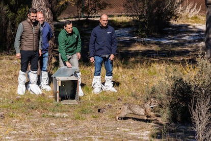 El presidente de la Junta de Andalucía, Juan Manuel Moreno (con chaqueta verde), este jueves en la suelta de un lince en Doñana.