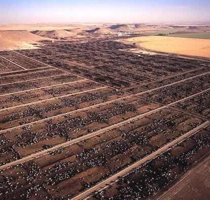 Ejemplo de esa utilización del campo para proveer a las ciudades es esta vista de una explotación ganadera en Idahoo (Estados Unidos), con hasta 65.000 cabezas de ganado, tomada por AMO durante su investigación. |