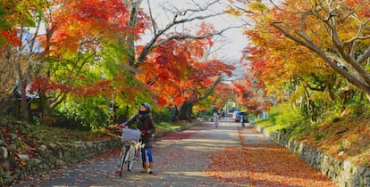 Una calle de Kioto en la plenitud del otoño, al noreste de la ciudad japonesa.