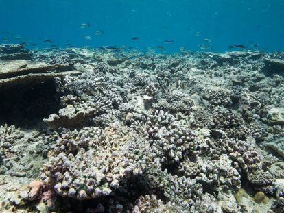 Arrecifes de coral en aguas poco profundas muertos por blanqueo de coral, una enfermedad relacionada con el cambio climático. Atolón Gaafu Alif, Maldivas. En vídeo, vídeo divulgativo del ARC Centre of Excellence Coral Reef Studies.