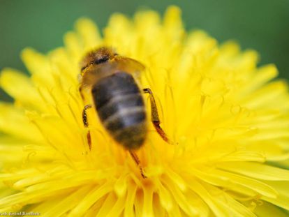 Londres se solidariza con las abejas