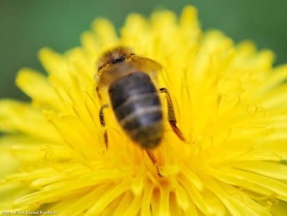 Londres se solidariza con las abejas