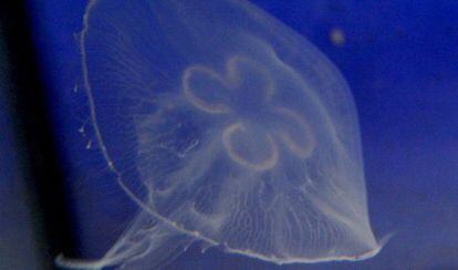 Ejemplares de medusa com&uacute;n, la que ha causado el incidente.