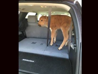 Unos turistas recogieron a un bisonte en Yellowstone porque pensaron que tendría frío. Tuvo que ser sacrificado ante el rechazo de su manada.