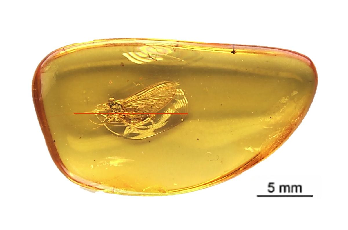 “In science, one does nothing alone”: the series of scientists who classified a new insect |  Sciences