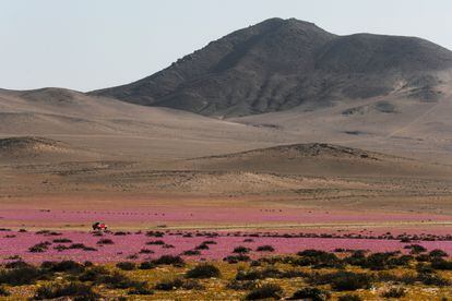 Algunos lo definen como un "misterio", otros como un "milagro": cada cierto tiempo, el desierto de Atacama, una de las zonas más áridas del mundo, se recubre con un manto de miles de flores.