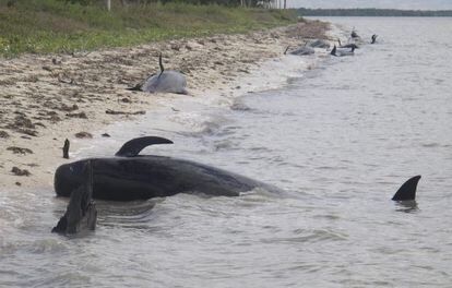 Ballenas varadas murieron en la costa del Parque Nacional Everglades, en Florida