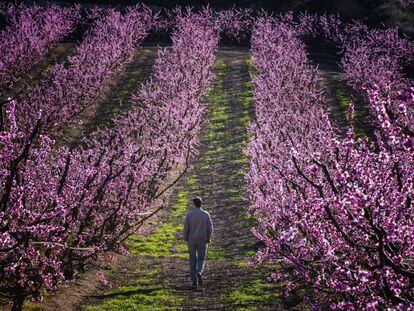 Floración de los árboles en Aitona, Lleida.