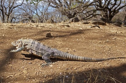 Una iguana en el parque nacional de Santa Rosa.
