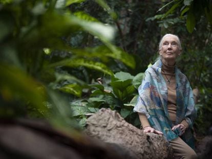 Jane Goodall, dijous en el bosc inundat de CosmoCaixa.