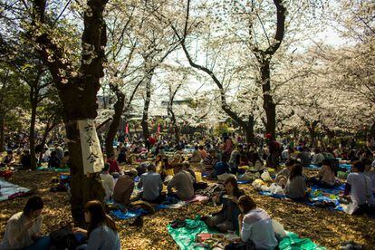 Una multitud de persones gaudeix d'un berenar entre les ombres dels cirerers florits al parc Ueno de Tòquio (Japó).
