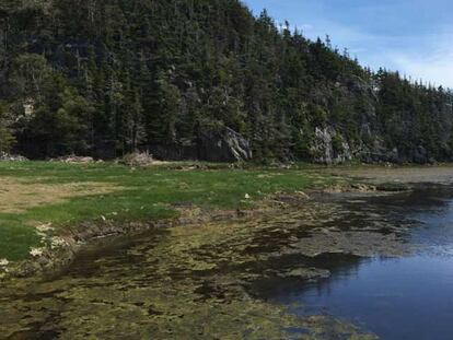 Los humedales de Newfoundland, Canadá, han registrado una de las mayores elevaciones regionales del nivel del mar.