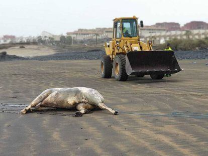 Uno de los toros, el que apareció muerto en una playa de Granadilla de Abona, en Tenerife, en marzo. 