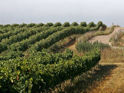 Una de les nombroses vinyes que es poden veure a Mallorca.