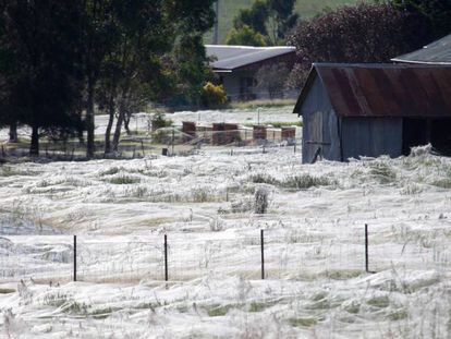 Telas de arañas cubren un pueblo de Australia, en 2012.