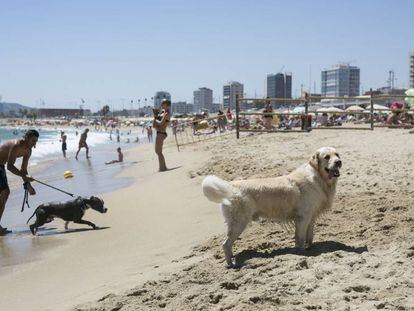 La platja de gossos de Barcelona.