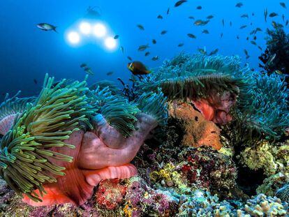 La vida submarina en un arrecife coralino de Maldivas.