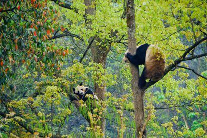 Pandas en el centro de conservación del oso panda en Bifengxia, en China.