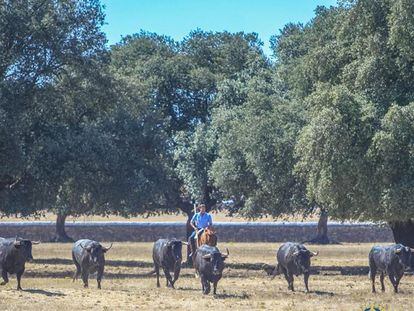 Toros de la ganadería de Hoyo de la Gitana, en el campo salmantino.