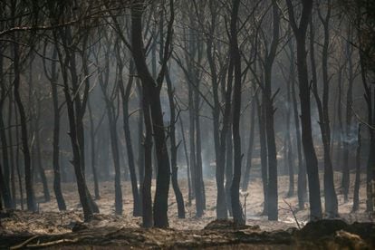 Imagen de un bosque calcinado en el incendio de Añón del Moncayo (Zaragoza).
