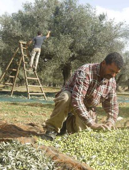 Recogida de aceitunas en Túnez