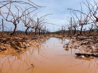 Viñedos afectados por el granizo y las fuertes lluvias en Requena (Valencia), el 18 de septiembre.