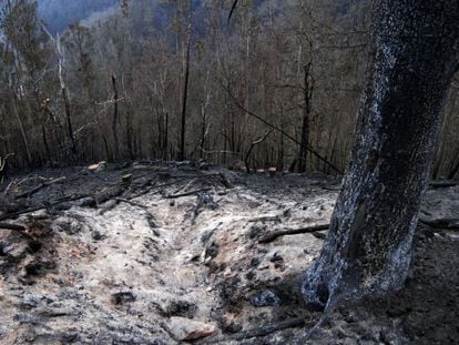 Imagen de una zona quemada en el incendio de As Fragas do Eume en el Ayuntamiento de A Capela.