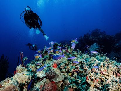 Dos buzos inspeccionan un arrecife de coral en las costas de las Islas Turneffe (Belice).