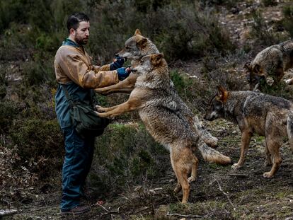 Uno de los cuidadores del Centro del lobo ibérico de Castilla y León da de comer a los ejemplares.